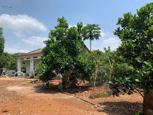 #vườn trái cây long khánh tại xã bình lộc,đồng nai, giá 5,47 tỷ, 7815 m2