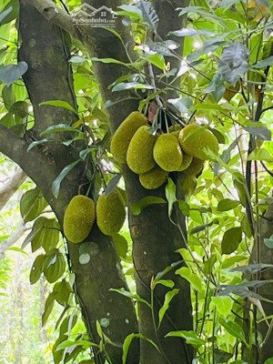 bán trang trại, khu nghỉ dưỡng tại xã an thái, phú giáo, tphcm, 470 triệu, 1700 m2