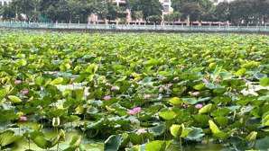 bán nhà biệt thự phố tây hồ, dt 480m2, 3 tầng, mặt tiền 18m, giá 125 tỷ.