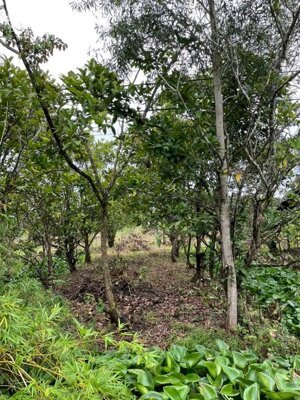 bán miếng đất nhà 2500m2, thuộc phong điền, giá bán 2,5 triệu/m2