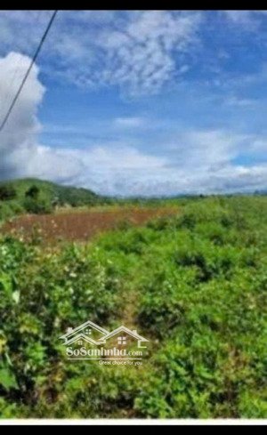 bán 2000m2 đất sổ riêng đường ô tô -liên nghĩa đức trọng lâm đồng 2 tỷ công chứng ngay