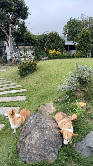 cần bán gấp gần 1800m2 view hồ cố đụng tiến xuân thạch thất hoà lạc lh 