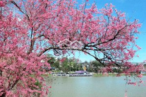 cực hiếm! nhà 2 tầng + áp mái, hẻm ô tô, sổ hồng riêng chỉ 5 tỷ 3 đà lạt trung tâm