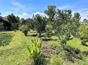 bán miếng vườn đang trồng cây 2 đến 3 năm tuổi. sổ hồng riêng