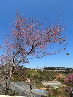 hiếm có! nhà hẻm ô tô trung tâm tp đà lạt trần phú 110m² sổ hồng riêng. gần hồ xuân hương.