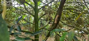 4864m2 đất trồng sầu riêng, trái cây đủ loại. khu dân cư , đường nhựa chỉ 3.65 tỉ