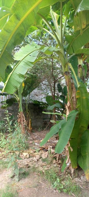 chính chủ bán đất hoà lợi, bến cát, bình dương