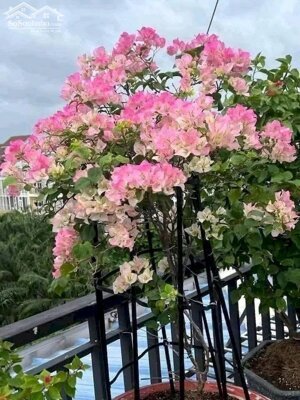 LH : 0936298578:Thái Nguyên . 5000..8000..1ha ..2ha ..10 ha