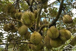 2 miếng liền kề vườn sầu riêng 490 triệu
