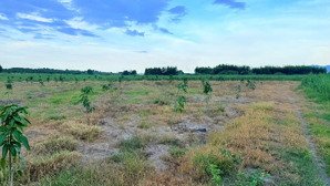 cam an nam - 1827 m2 - 55m ngang - full xoài - giá chỉ 1 tỷ 200 - lh 