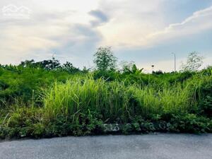 Lô đất 100m² phân lô Đống Chuối, Hùng Vương, Hồng Bàng, Hải Phòng – Giá chỉ 3.9 tỷ