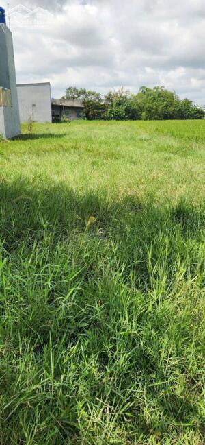 590m2 đất thổ xã Đức Hòa Đông, Đức Hòa , Long An giá 3,5 tỷ