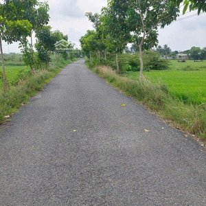 bán 2 công đất lúa mặt tiền lê thị trăm xã nhơn thạnh trung tp tân an. tỉnh long an