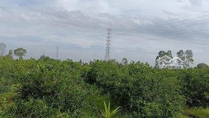 bán đất chính chủ giá tốt hơn 5.500m2, đất trồng cây tại bình đức bến lức long an