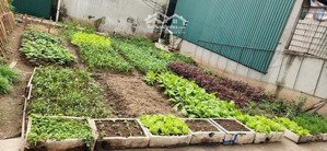 bán gấp 77m2 đất tại cổ nhuế, bắc từ liêm_mặt ngõ, mặt tiền 5,5m, giá chỉ 12 tỷ thương lượng