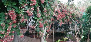 bán nhà riêng tại đường 78, xã long phước, bà rịa, 10 tỷ, 1009m2, giá cực chất, view đẹp