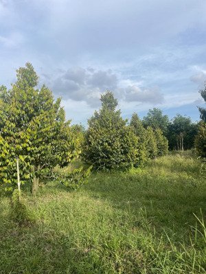 bán vườn sầu riêng 4000m2 tại long chữ, bến cầu, tây ninh, giá ưu đãi 2,2 tỷ