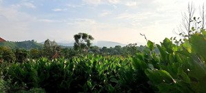 bán 1600m có 100m đất ở khánh thượng ba vì, bám đường xe công chạy 25m chia 3 lô, 2,3tỷ, 