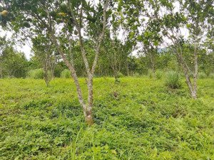 tách bán 5000m trên đất sẵn vườn bưởi đất bằng phẳng view núi non. giá chỉ vài trăm nghìn/m2