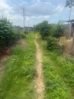 bán 1 sào đất bưng riềng có 80m2 thổ cư ngang 12.5mx77m nở hậu 14m cách chợ và ubnn 1.5km