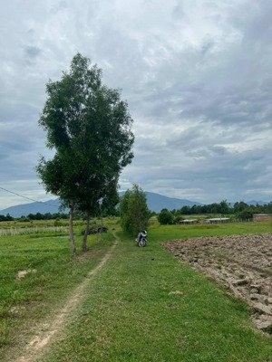 bán đất ninh thân, ninh hòa, khánh hòa, 120 nghìn vnd, 2341 m2, giá cực chất hot