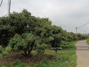 chính chủ bán lô đất biệt thự 316m kiên lao bắc ninh nhỉnh 500tr 