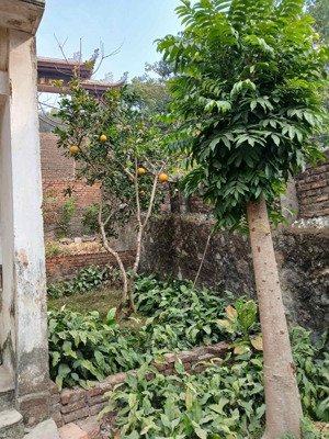 nhà riêng tại xã phật tích, tiên du, bắc ninh, 30 triệu/m2, 1246 m2 nơi an lành gần từ sơn, bn