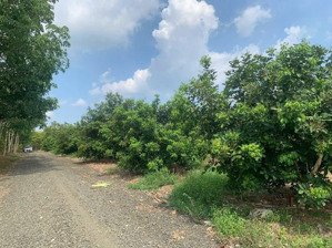bán 1000m2 vườn chôm chôm đang cho thu trái ngay sát khu công nghiệp tỉnh đồng nai 235 triệu