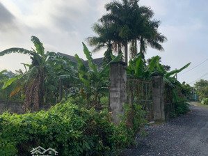 shr chính chủ dt 833m2có 530m2 thổ cư xã tân phú trung,đường hẻm cách cây da chỉ 200m.giá 9,9 tỷ tl