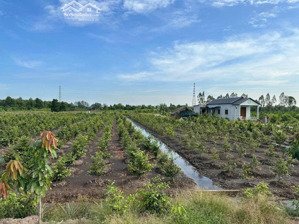 1000m² đất vườn ấp 1, bình đức (được chuyển thổ cư)