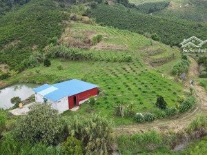 mua đất sớm lời chắc tay! 1,4ha trang trại nghỉ dưỡng đồi đẹp, giá chỉ 200tr/sào