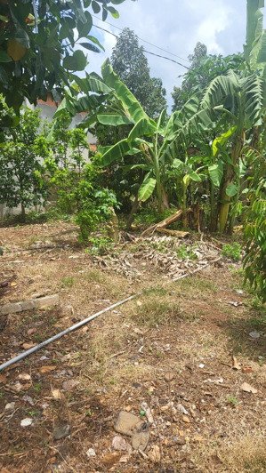 bán vườn sầu riêng có thổ cư 1 sào 800tr cây trái như ảnh vườn ở xã phú giáo tphcm