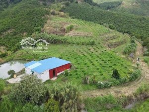 siêu rộng 1,4 ha giá chỉ 200 tr/sào gần tuyến cao tốc liên khương, buôn ma thuột