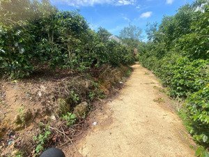 cần bán 2.000m2 xuân trường, đà lạt 2.5 tỷ view săn mây đẹp nhất đà lạt gửi ae mg 2% ae ra giúp nhé