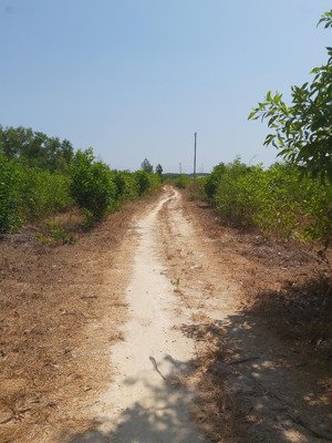 cần bán nhanh thửa đất cây lâu năm xã vĩnh thanh tỉnh đồng nai