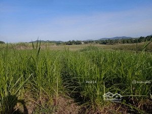 chính chủ gửi bán đất kênh tây, ninh sơn, ninh hoà diện tích 1.2ha đất trồng cây