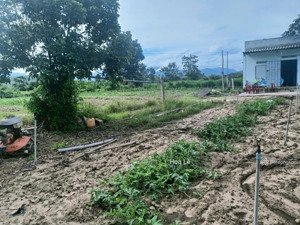 bán đất ninh an, ninh hoà 1.5ha đất trồng cây, giáp sông nguồn nước quanh năm