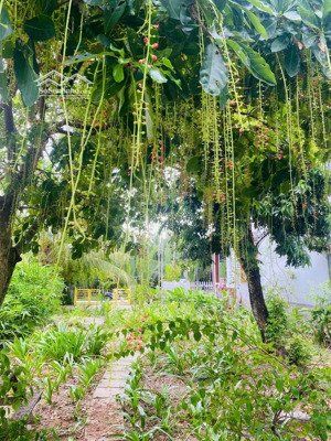 hội an, căn villa mini view rừng dừa, cực chill. giá tốt 20 tr/m²