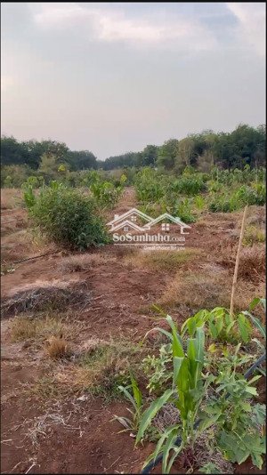 bán đất thanh lương, bình long, bình phước, giá hơn 1 tỷ, lh 