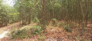 bán 50 000m2 = 5ha đất đồi trồng kèo, xã lạc an, bắc tân uyên, bd, nay tphcm giá 17,9 tỷ