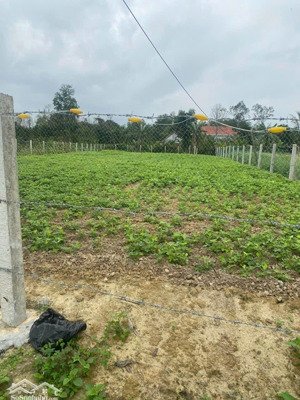 đất xây nhà vườn rộng rãi 884m2 có 120m2 đất ở xã hòa phong