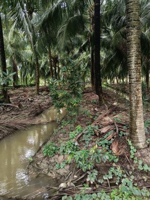 bán hơn 2ha có 6000m2 thổ cư xã trung hòa - chợ gạo - tiền giang