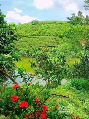 giá chỉ 2 triệu rẻ nhất ba vì 15000m2 mặt tiền 100m cách tt hà nội 50km phù hợp nhà xưởng, homestay