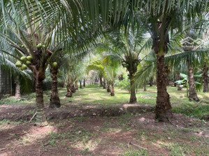 đất vườn phước bình cũ đang cho thu hoạch, đường nhựa xe tải đi, giá đầu tư.