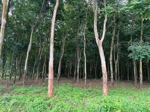 chính chủ cần bán 4.000m2 tại xã minh tâm có sẵn 700m2 thổ cư giá chỉ 2,7 tỷ. hớn quản bình phước
