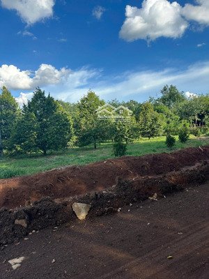 bán vườn sầu riêng năm thứ 8 giá 2 tỷ 6/ ha