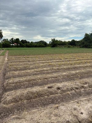 bán đất bàu công 4.250m2 chính chủ đường xe hơi