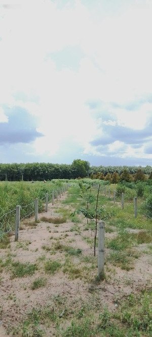 bán lô đất mặt tiền đường nhựa lớn xe tải ra vào thoải mái xã minh hoà, huyện dầu tiếng