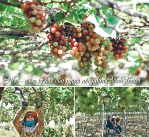 ngang 8m đất ven biển hợp túi tiền dễ đầu tư dễ thanh khoản nam khánh hoà