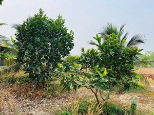 chính chủ bán đất tp hồ chí minh mới, bán ngộp 450 triệu, tổng diện tích 2000m2